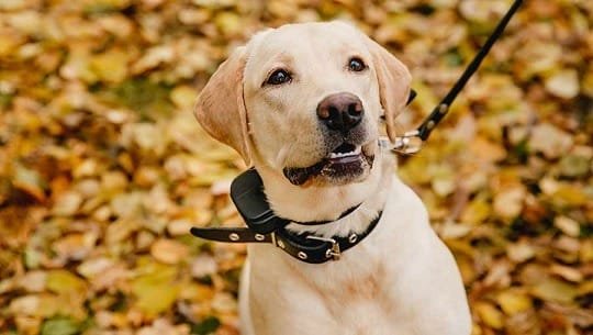 The Benefits of Name-Engraved Dog Harnesses