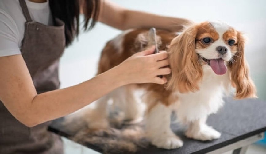 Great reasons to give a pet dog a special treat with some professional grooming