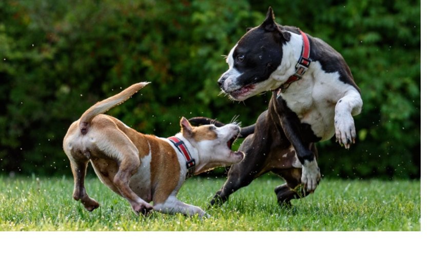 Dog Bite Incident 