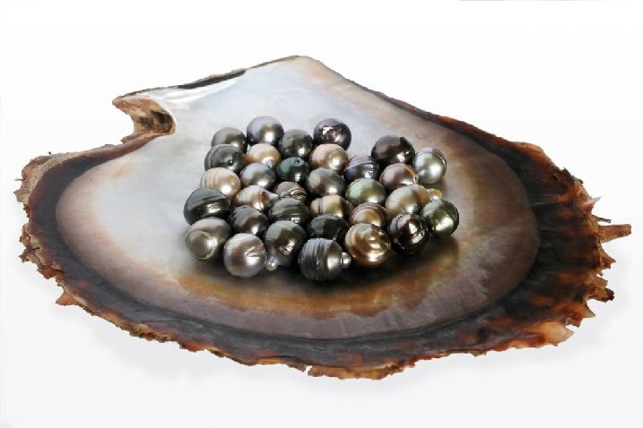 Experience Thailand: In-Depth and Fascinating Pearl Farming Tour Guide