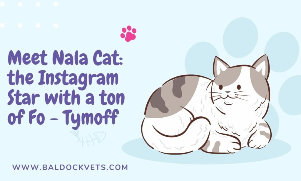 meet nala cat: the instagram star with a ton of fo - tymoff