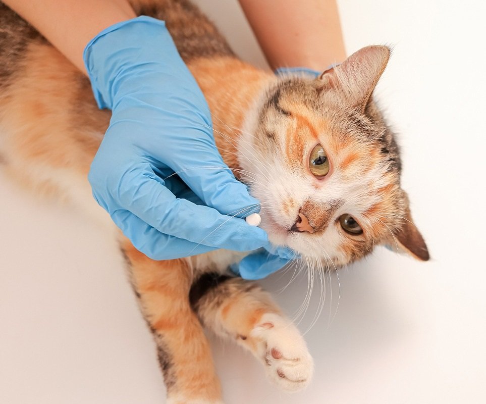 Pet’s Health