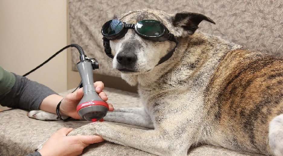 Red Light Therapy – Holistic Treatment for Arthritis in Dogs
