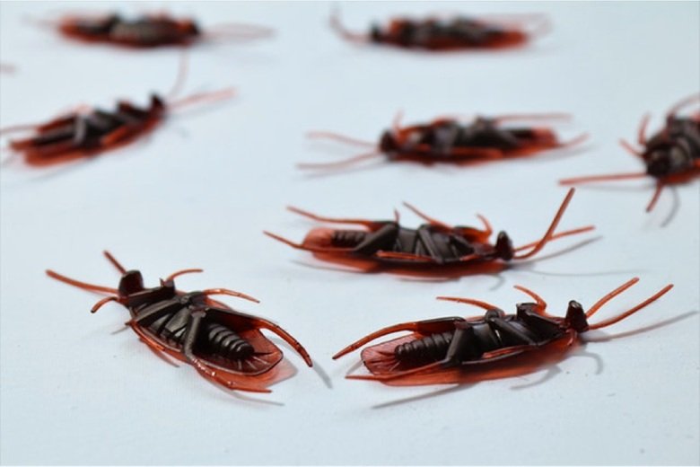 Top 5 Most Common Pests in Temecula—and How to Prevent an Infestation